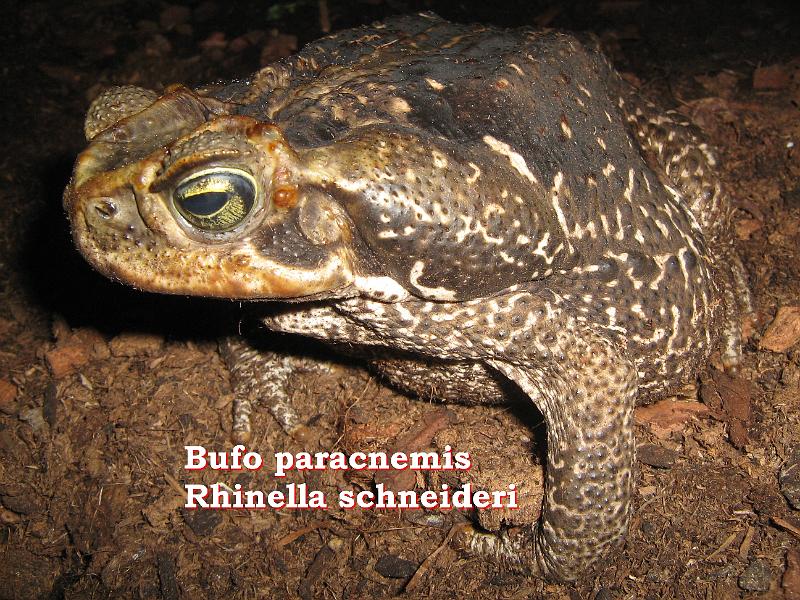 Bufo paracnemis - Rhinella schneideri 04.jpg